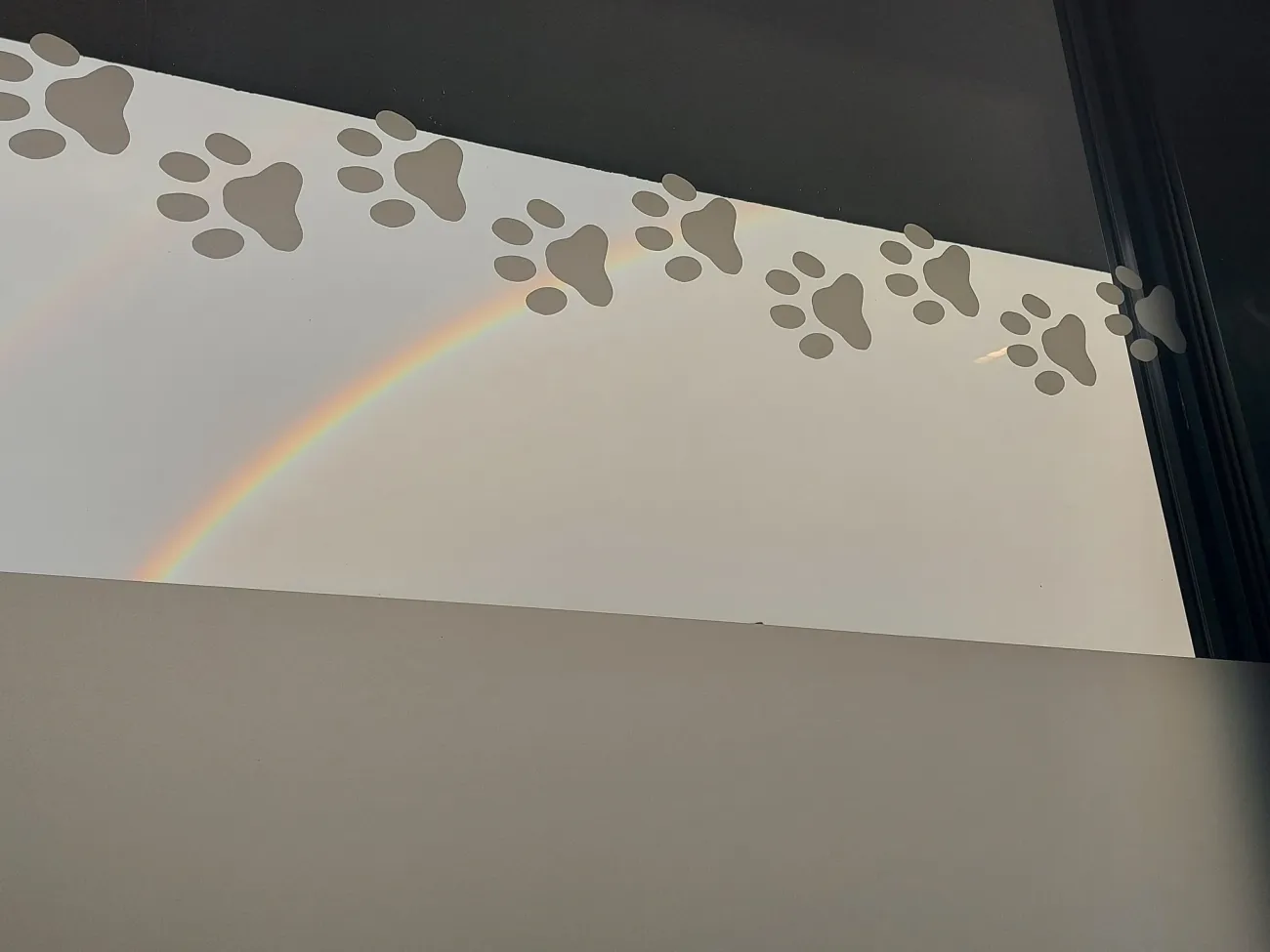 Regenbogen und Pfoten