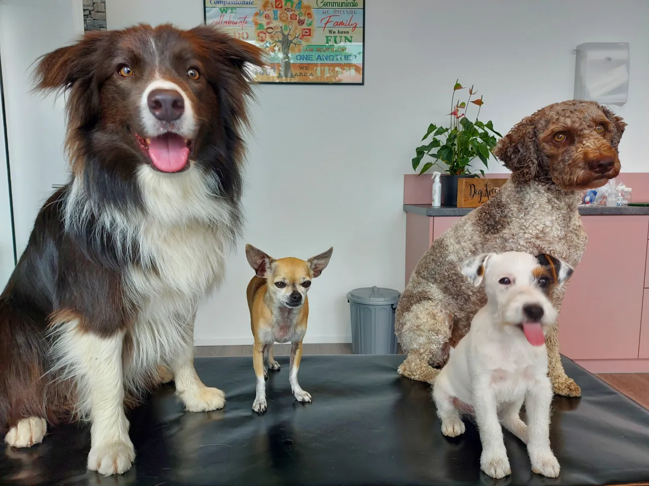Hunde auf Tisch