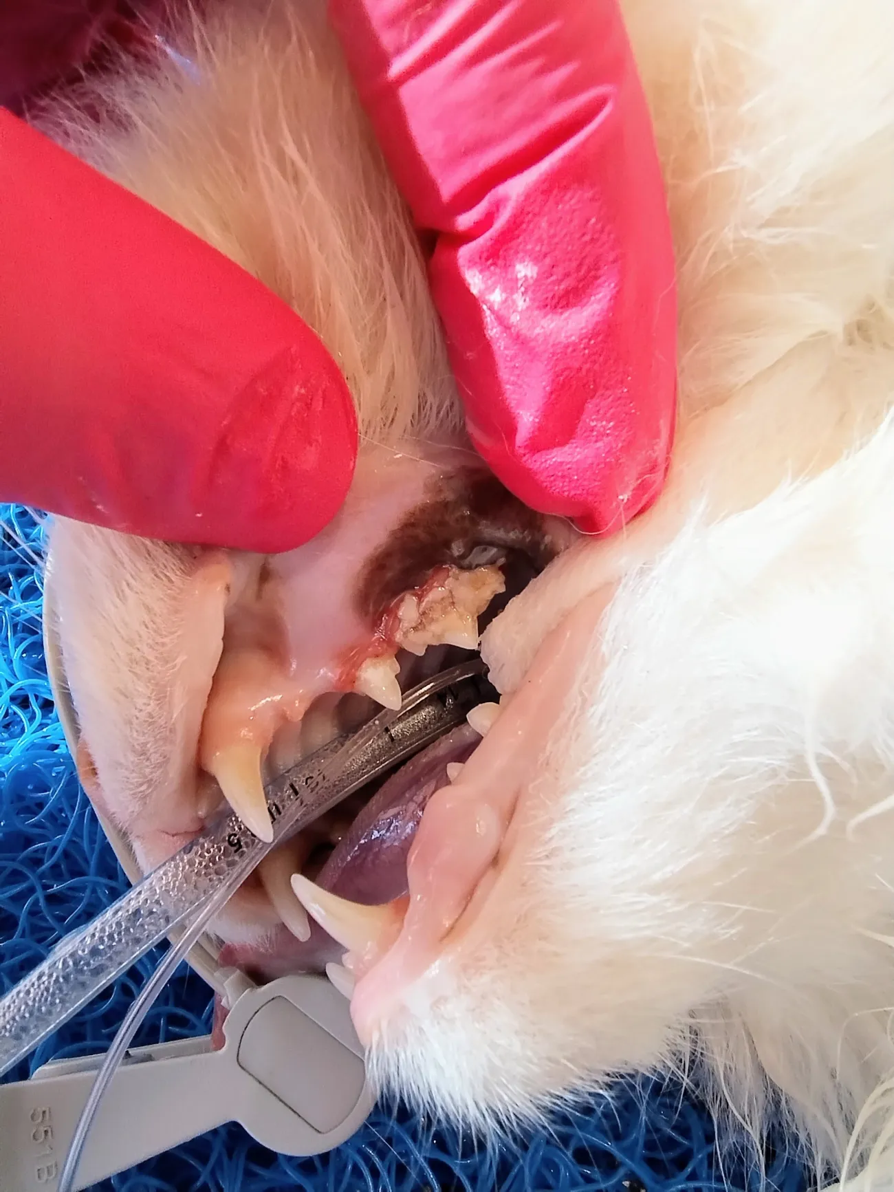 Dentalhygiene 1